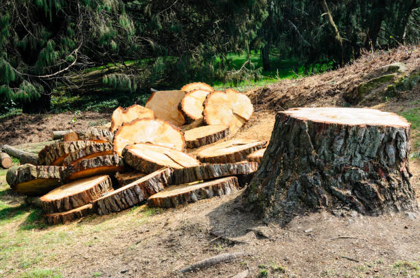 Reliable Buckhannon, WV Tree Removal Services Solutions